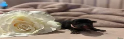 Jack Russell dogs for sale: Our beautiful girl Fia has had 8 beautiful babies  - Advert 5