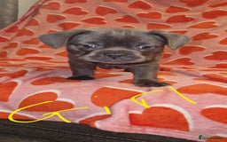 Frug dogs for sale: 6 beautiful frug puppies.  - Image 36