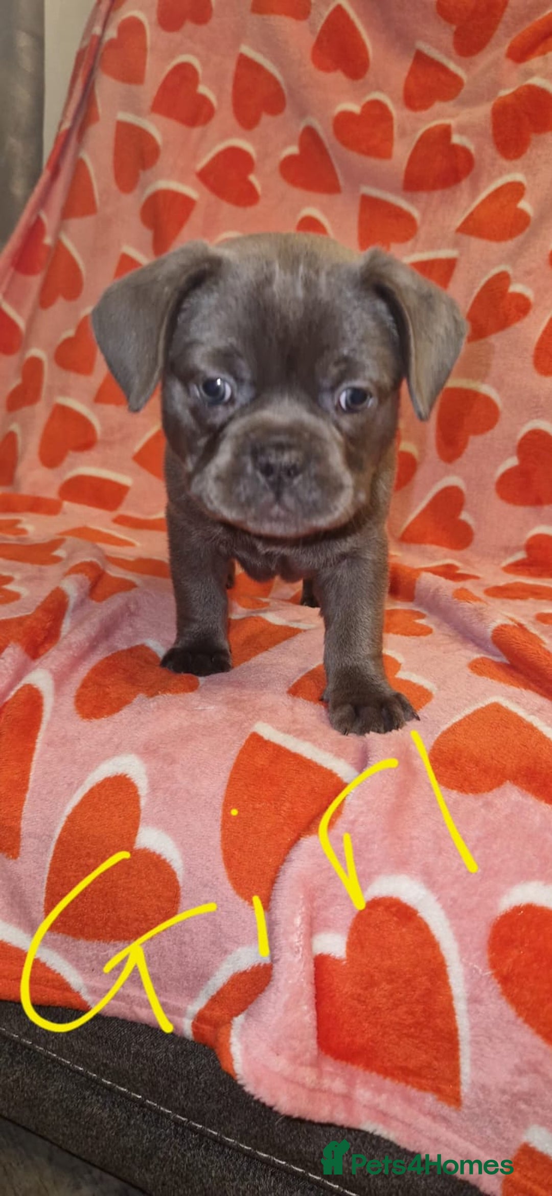 Frug dogs for sale: 6 beautiful frug puppies.  - Image 36