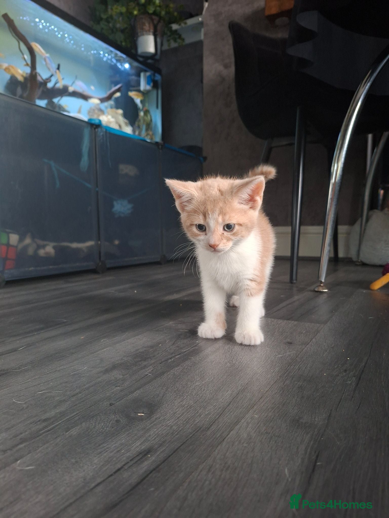Mixed Breed cats Fluffy playfull healthy kittens - Advert 6