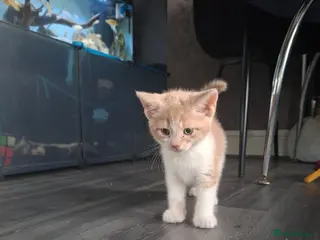 Mixed Breed cats Fluffy playfull healthy kittens - Advert 6