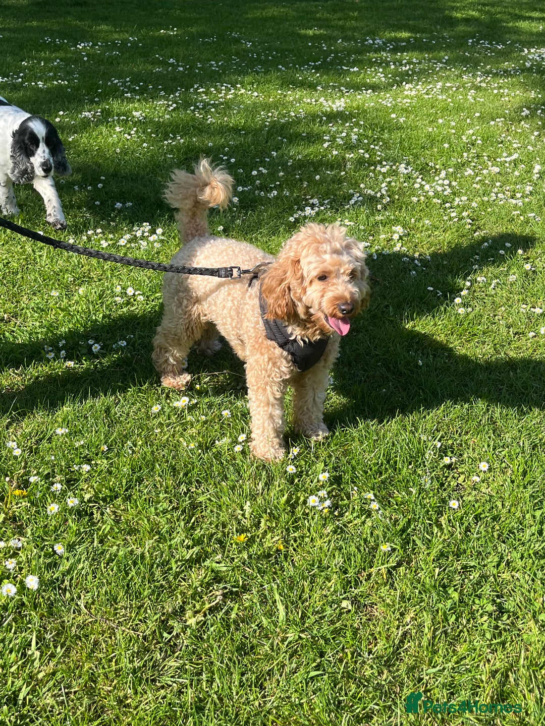 Cavapoo dogs for stud: Mr Leo 🚨STUD 🚨 - Advert 5