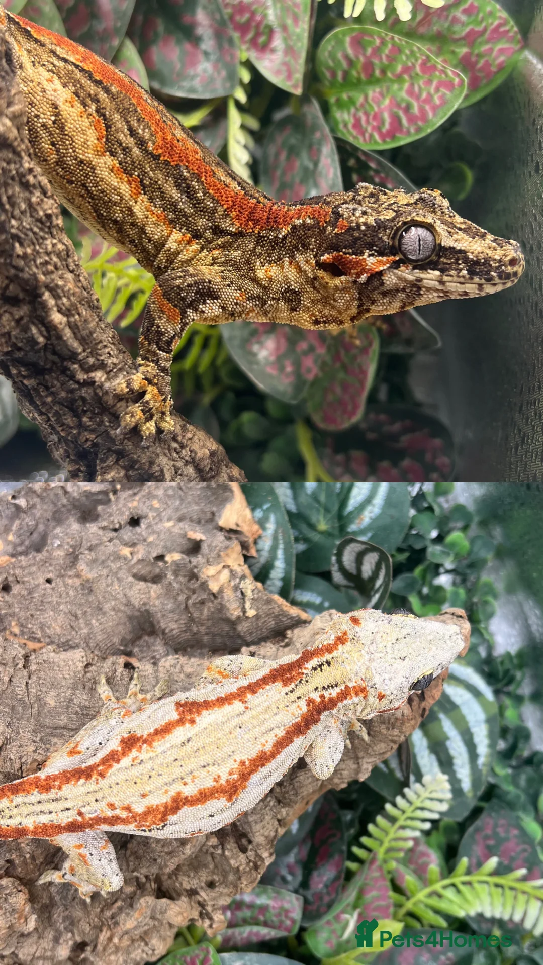 Gecko reptiles for sale: PET ONLY  - Advert 2