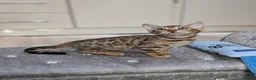 Bengal cats for sale: 🔥✨Pedigree TICA-Registered Bengals - Advert 25