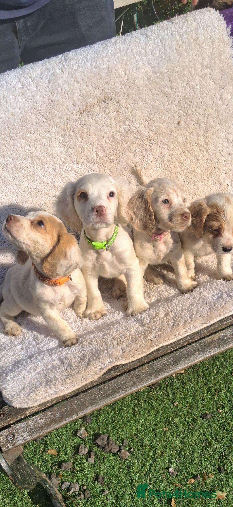 Cocker Spaniel dogs Cocker spaniel puppies for sale  - Advert 12