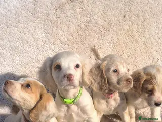 Cocker Spaniel dogs Cocker spaniel puppies for sale - Advert 5