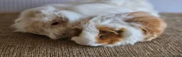 Guinea Pig rodents for sale: Various bonded pairs of boy guinea pigs in Faringdon - Advert 3