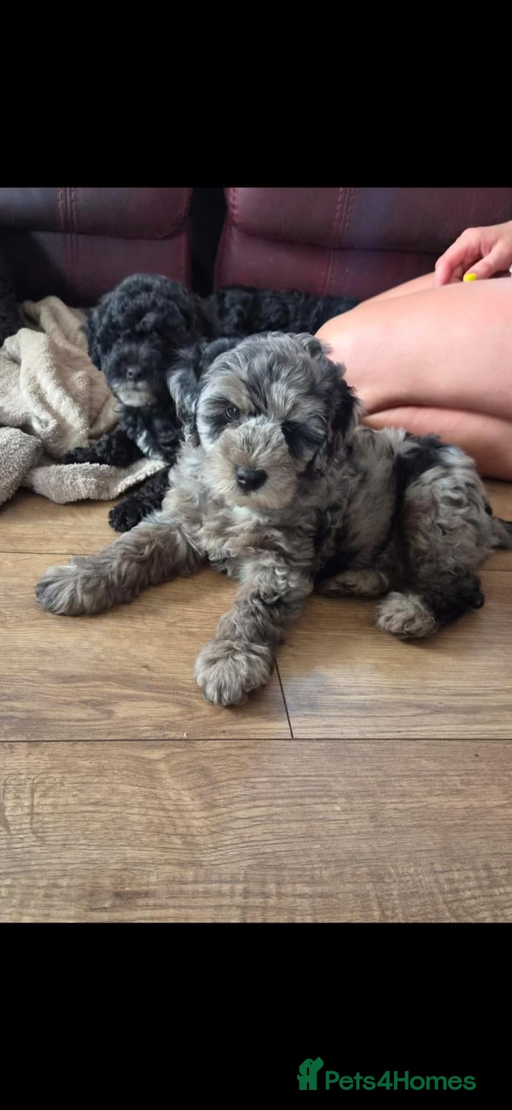 Cockapoo dogs F1B Miniature Poodle x Cockapoo  - Advert 1