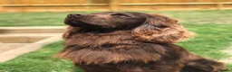 Cocker Spaniel dogs for stud: Cocker spaniel stud - Advert 4
