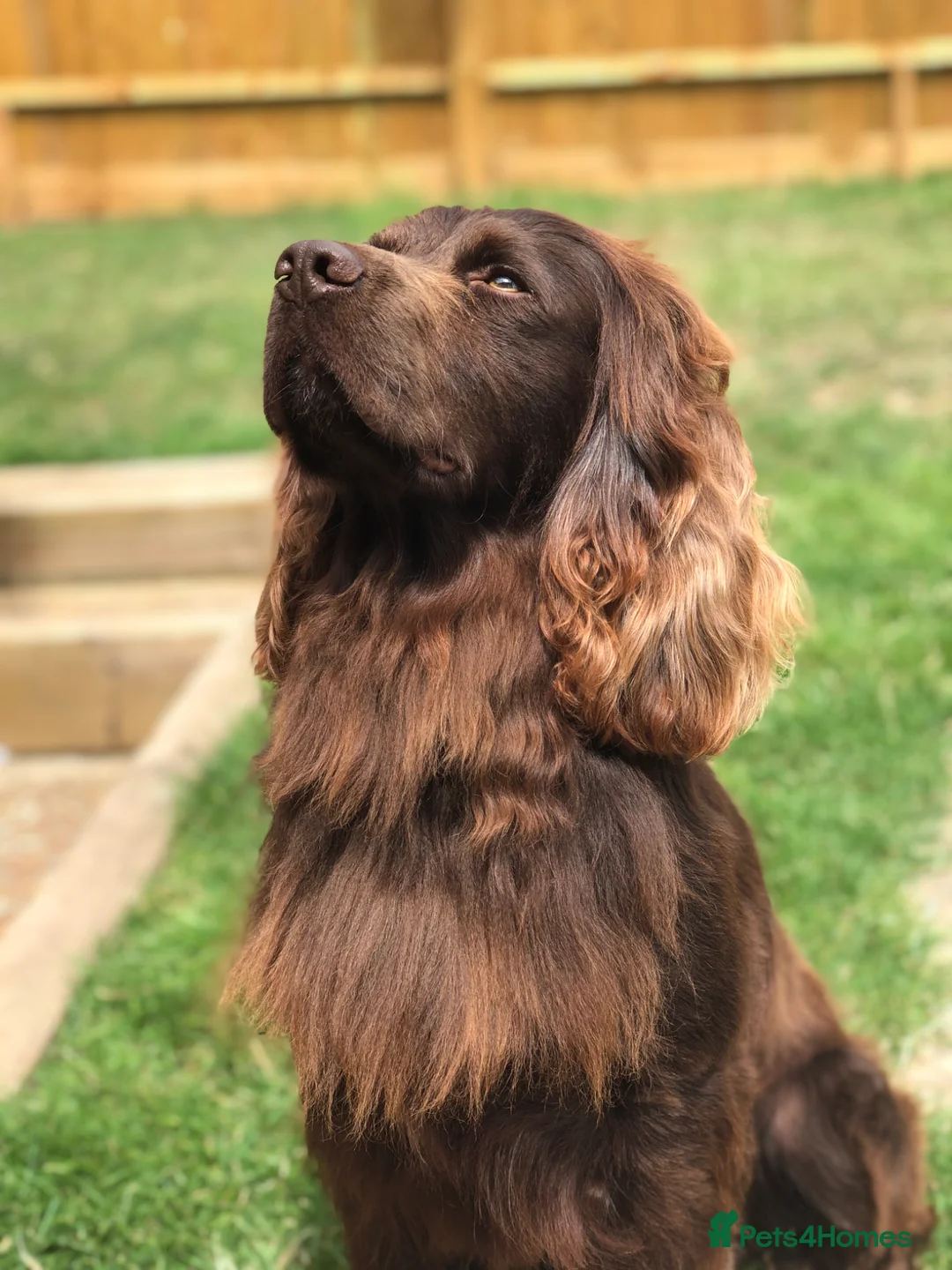 Cocker Spaniel dogs for stud: Cocker spaniel stud - Advert 4