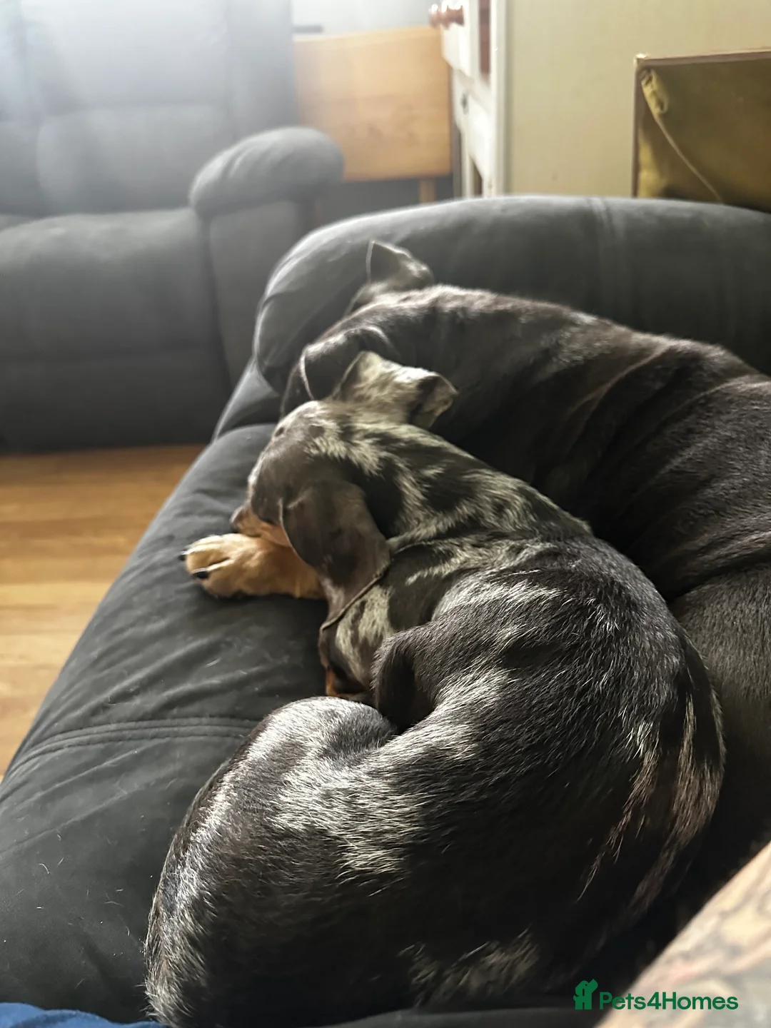 Dachshund dogs for sale: Female Dachshund for rehoming in Swanage - Advert 2