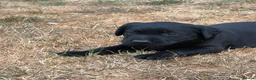 Labrador Retriever dogs for sale: Gorgeous pedigree labrador girl pups  - Advert 6