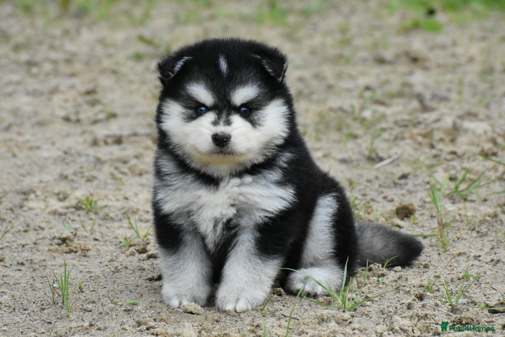 Pomsky dogs Genuine Pomsky puppies from health tested parents - Advert 1