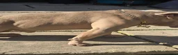 American Bully dogs for sale: 3 years old American pocket bully for sale - Advert 7