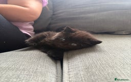 British Shorthair cats for sale: 2 beautiful kittens left  - Image 5