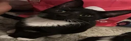 British Shorthair cats for sale: 2 Black and White Kittens - Advert 5