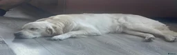 Golden Retriever dogs for sale: Light cream golden retrievers  - Advert 5