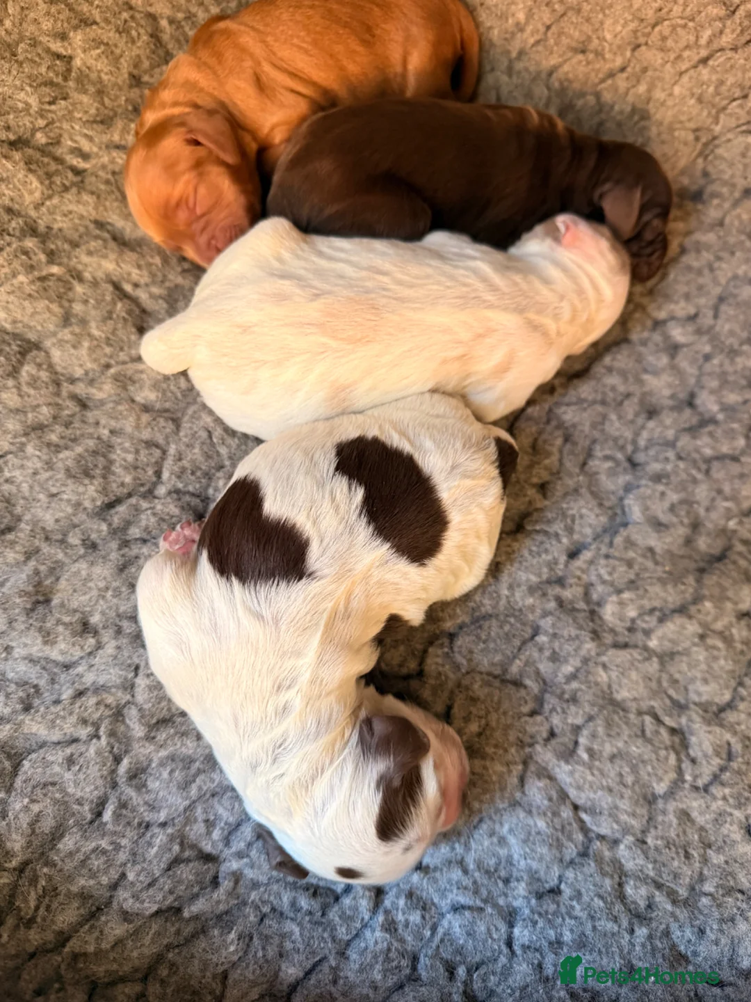 Cocker Spaniel dogs for sale: Beautiful roan cocker spaniels for sale - Advert 10
