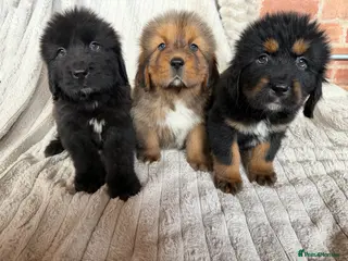 Tibetan Mastiff dogs Ready now: Outstanding Tibetan Mastiff Puppies - Advert 5