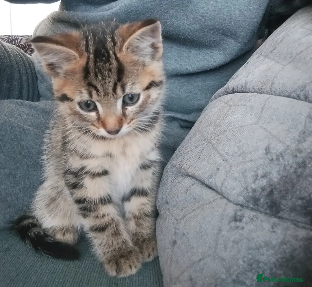 Domestic Shorthair cats for sale:  ** s in Birmingham - Advert 2