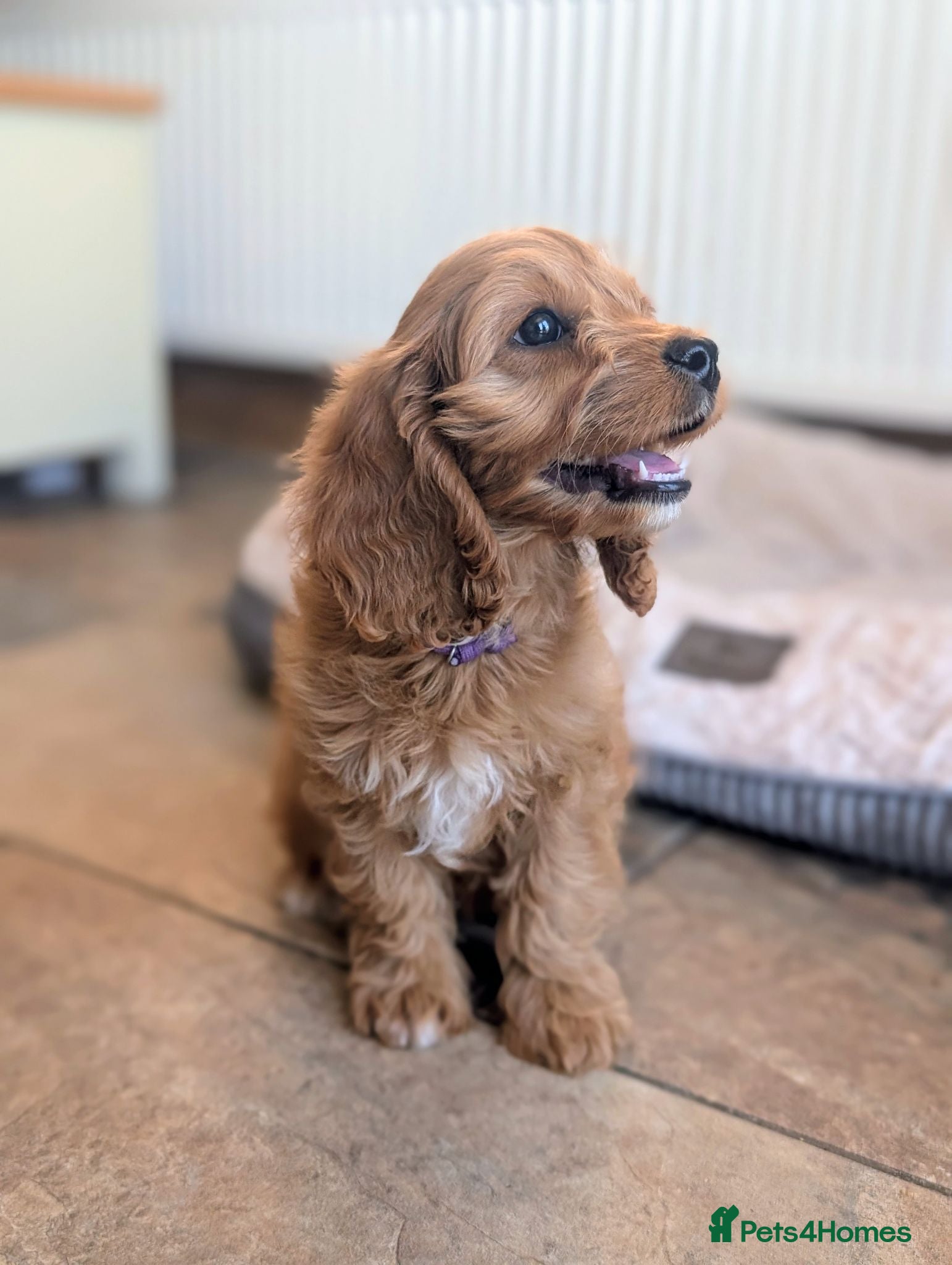 Cavapoo dogs 🌟 F1 Cavapoo Puppies –  Health Tested Parents - Advert 1