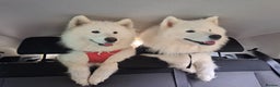 Samoyed dogs for sale: Adorable Samoyed Puppies  - Advert 10