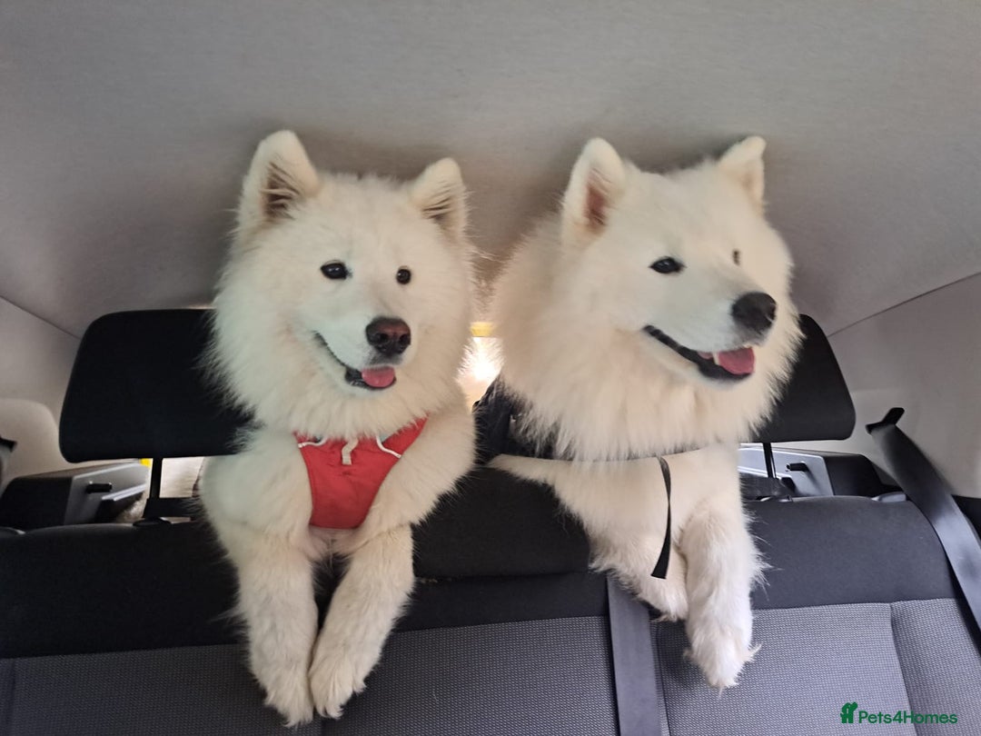 Samoyed dogs for sale: Adorable Samoyed Puppies  - Advert 10