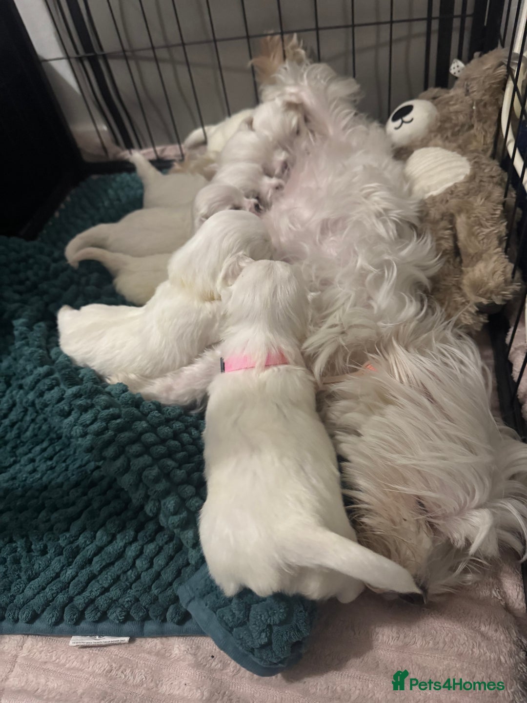 Maltese dogs for sale: >>> BEAUTIFULLY  **  PUPPIES POSSIBLE !!!<<< - Advert 2