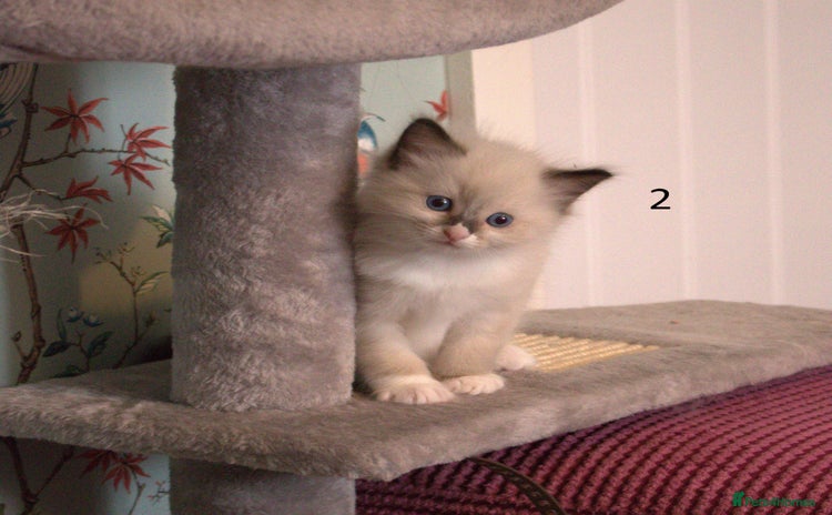 Ragdoll cats - Advert 2