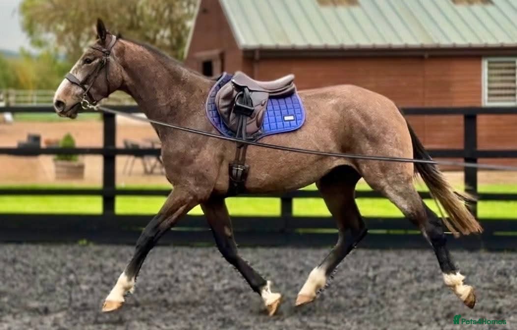 Irish Sports horses Irish sports horse - Advert 21