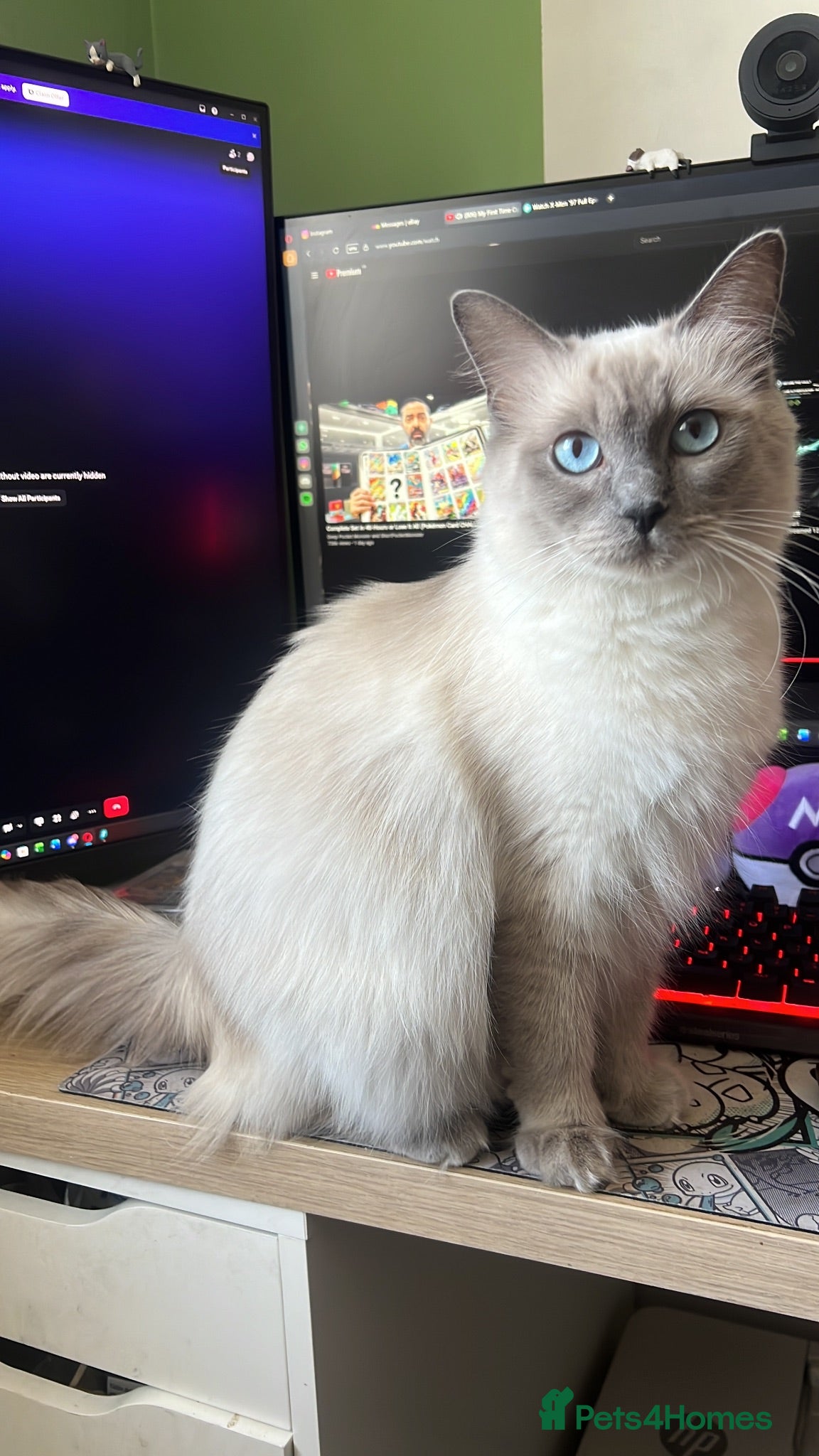 Ragdoll cats Beautiful Ragdoll Kittens – Ready 💙 - Advert 1