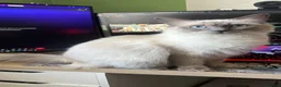 Ragdoll cats for sale: Beautiful Ragdoll Kittens – Ready 💙 in London - Advert 1