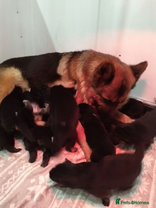 German Shepherd dogs QUALITY GERMAN SHEPHERD PUPPIES FOR SALE - Advert 13
