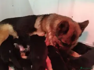 German Shepherd dogs QUALITY GERMAN SHEPHERD PUPPIES FOR SALE - Advert 13