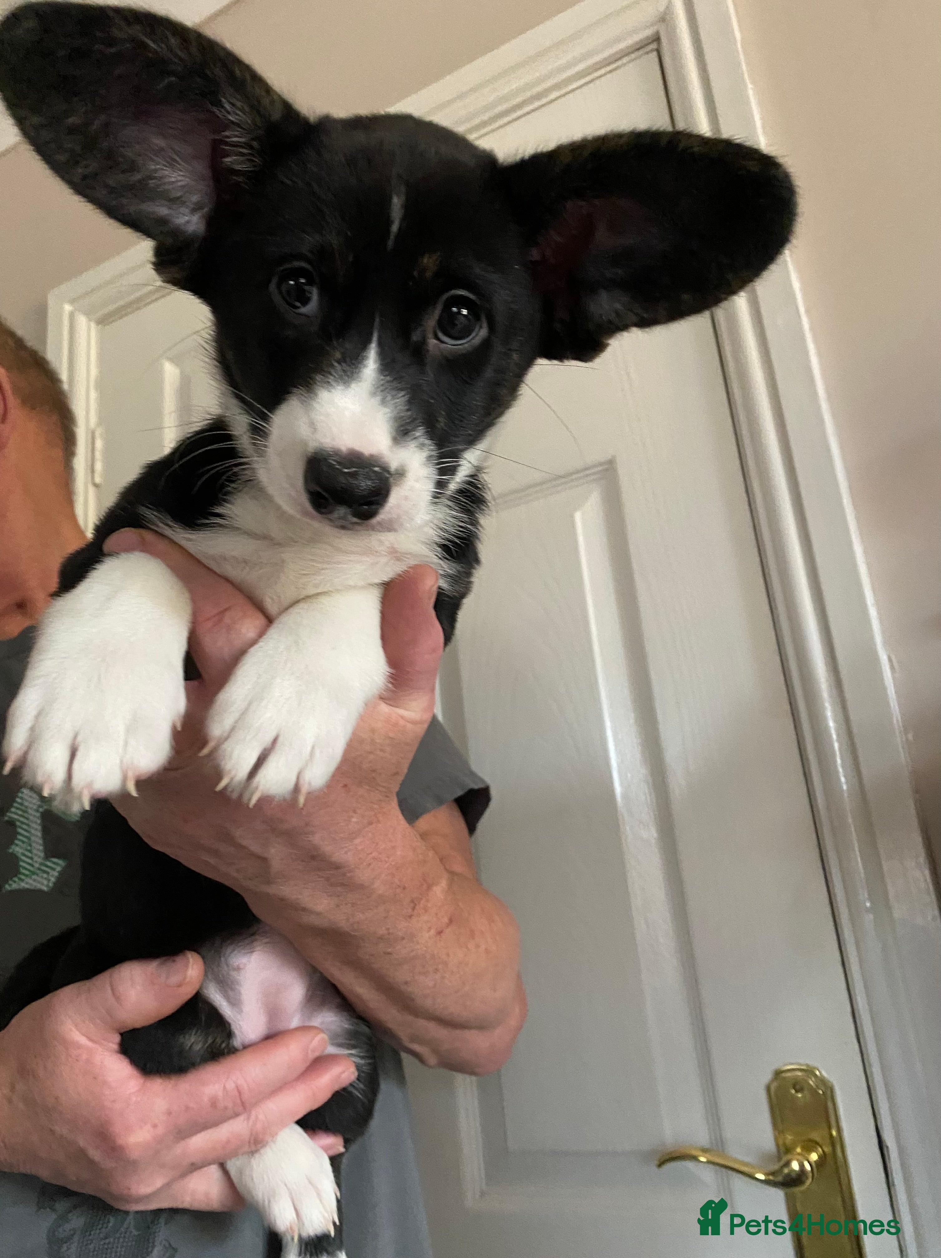 Welsh Corgi Cardigan dogs WELSH CARDIGAN CORGI GIRLS READY NOW - Advert 5