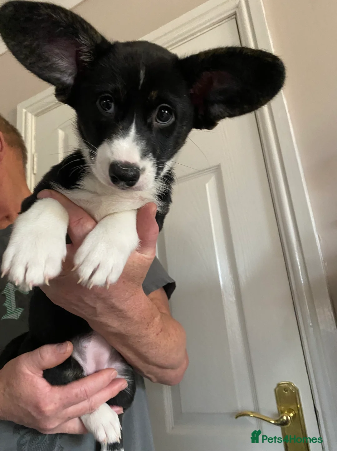 Welsh Corgi Cardigan dogs for sale: WELSH CARDIGAN CORGI GIRLS READY NOW - Advert 1