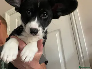 Welsh Corgi Cardigan dogs WELSH CARDIGAN CORGI GIRLS READY NOW - Advert 5