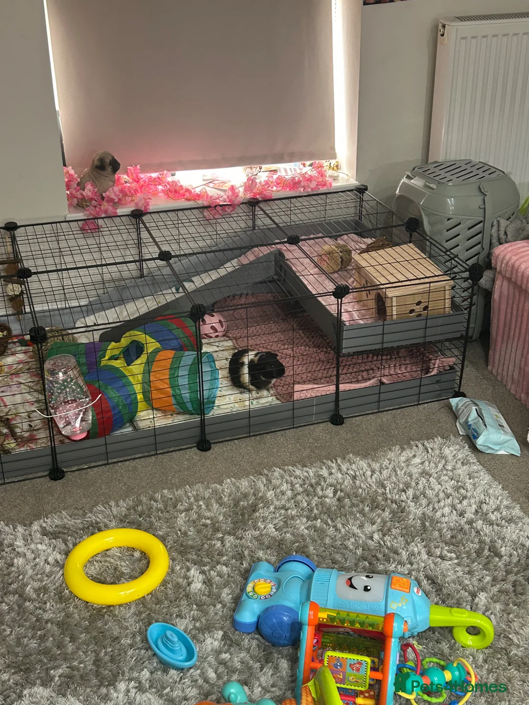 Guinea Pig rodents for sale: 2 female guinea pigs  in Llantwit Major - Advert 4