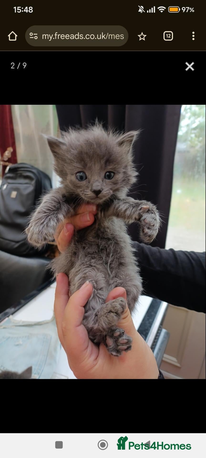 Mixed Breed cats Lovely fluffy kitten's  - Advert 2