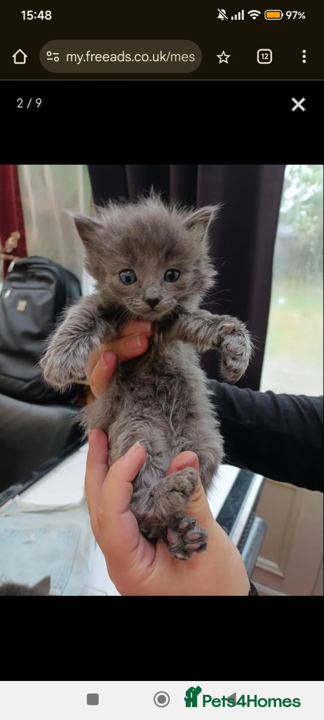 Mixed Breed cats for sale: Lovely fluffy kitten's  in Oxford - Advert 1