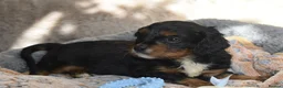 Cavalier King Charles Spaniel dogs for sale: Health Tested Parents-beautiful puppies - Advert 11