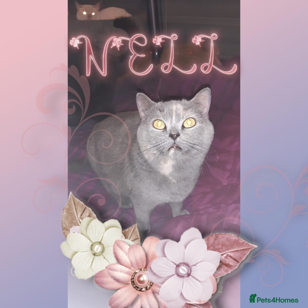 British Shorthair cats ❤️‍🔥 British Shorthair Kittens ❤️‍🔥 - Advert 4