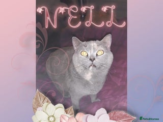 British Shorthair cats ❤️🔥 British Shorthair Kittens ❤️🔥 - Advert 3