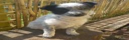 Border Collie dogs for sale: Border Collie Puppies, ready at 10 to 12 weeks - Advert 8