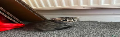 Mixed Breed Kitten 2