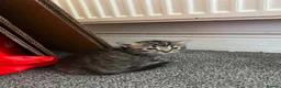 Mixed Breed cats for sale: 4 Mixed Breed Kittens looking for loving home  - Advert 9