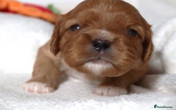 Cavalier King Charles Spaniel dogs for sale: 🌟Rare F1b Reverse Cavapoo(3/4 Cavalier1/4 Poodle) - Image 10