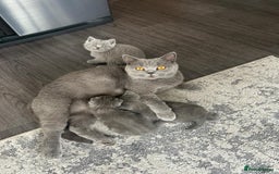 British Shorthair cats for sale: Gorgeous British Blue Kittens - Image 5