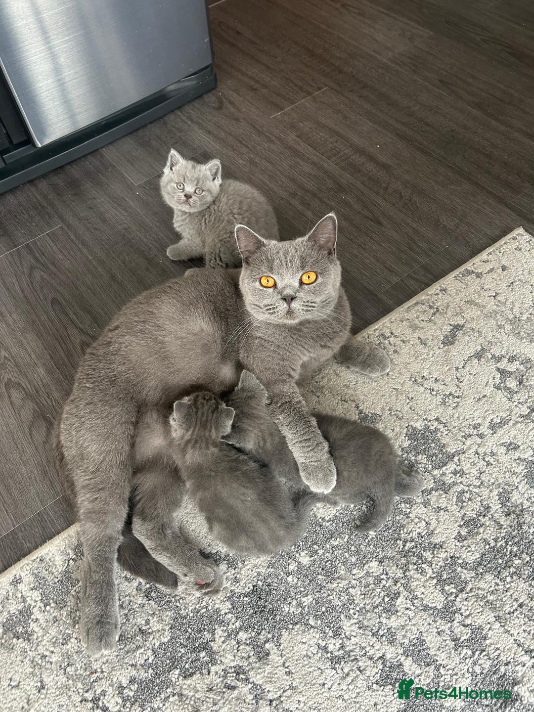 British Shorthair cats for sale: Gorgeous British Blue Kittens - Image 5