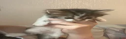 Domestic Shorthair cats for sale: Domestic Shorthair kittens  in Pontefract - Advert 6